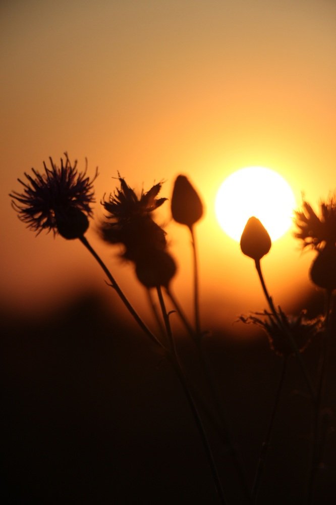 Закат в Молочном