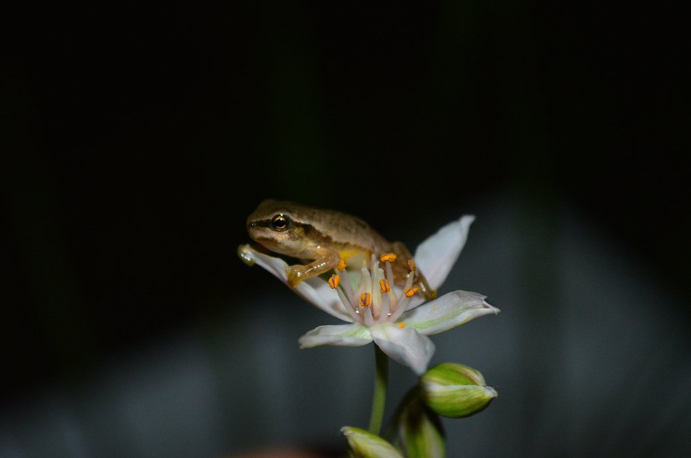 Недавно ставший частицей этого мира.