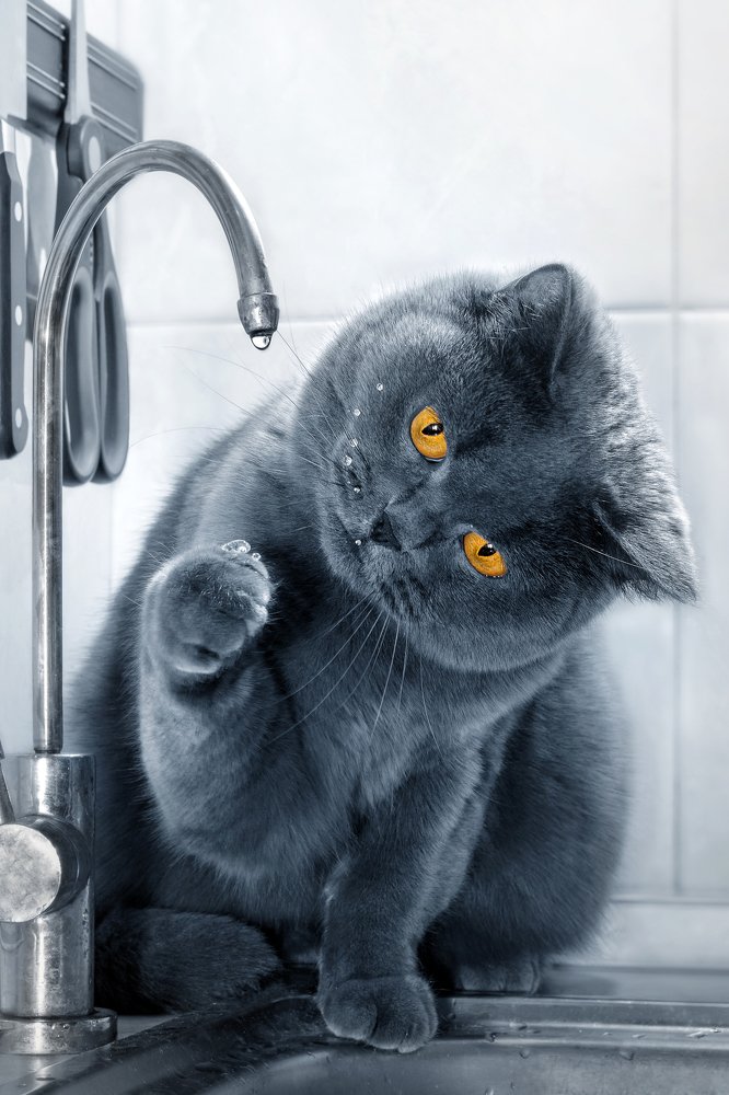 Photograph by Nau-Nau