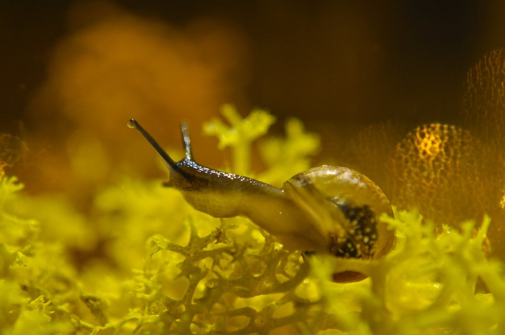 Snail in Wonderland...