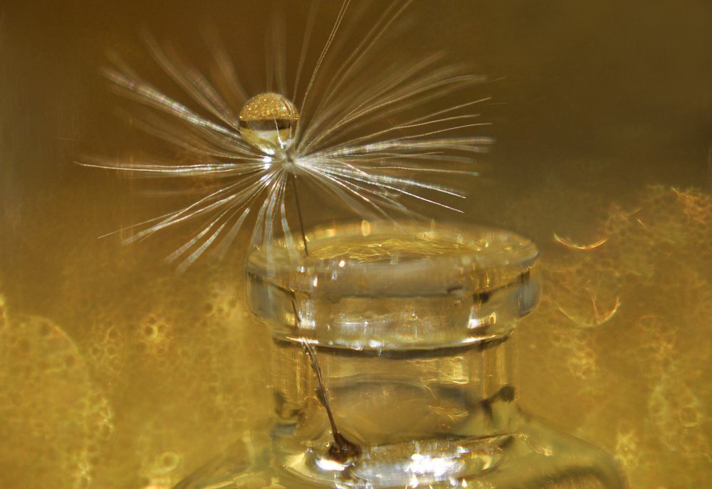 Water drop on dandelion seed...