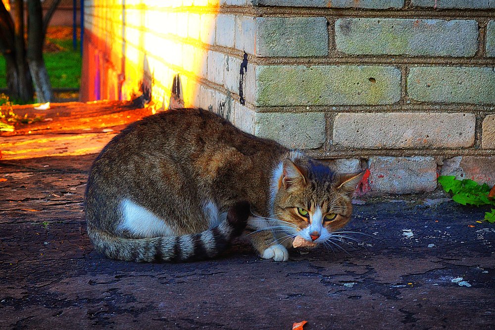 Это моя добыча