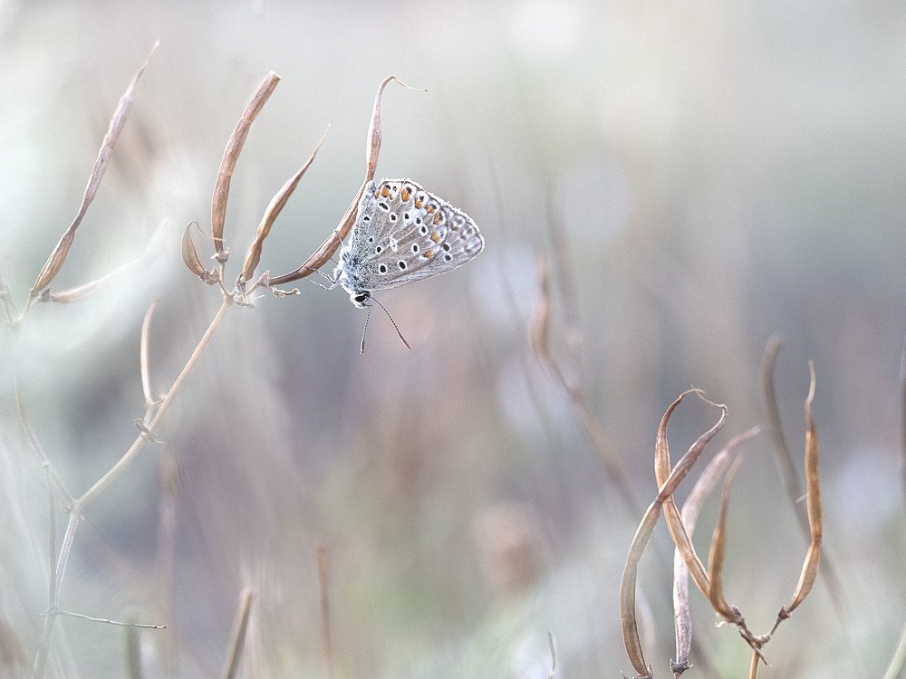 Вечерний этюд