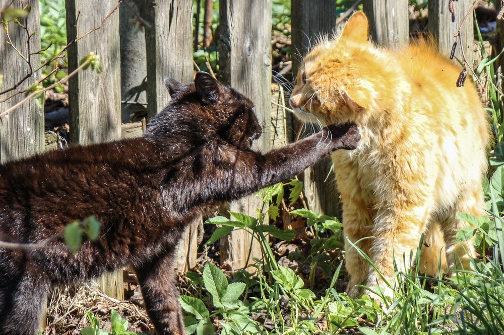 Противостояние