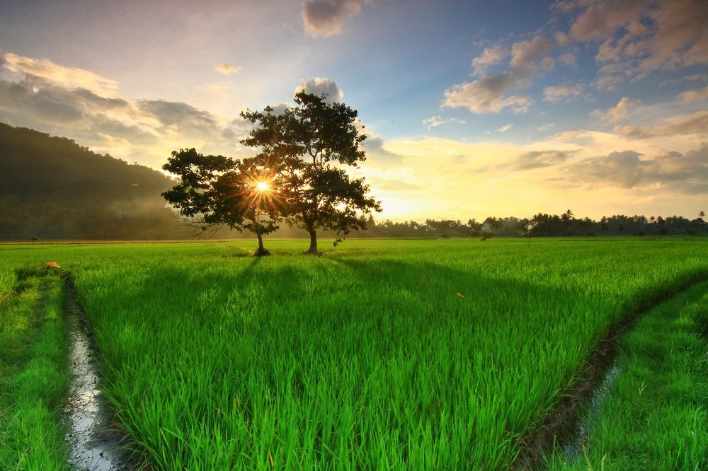 cahaya di balik pohon