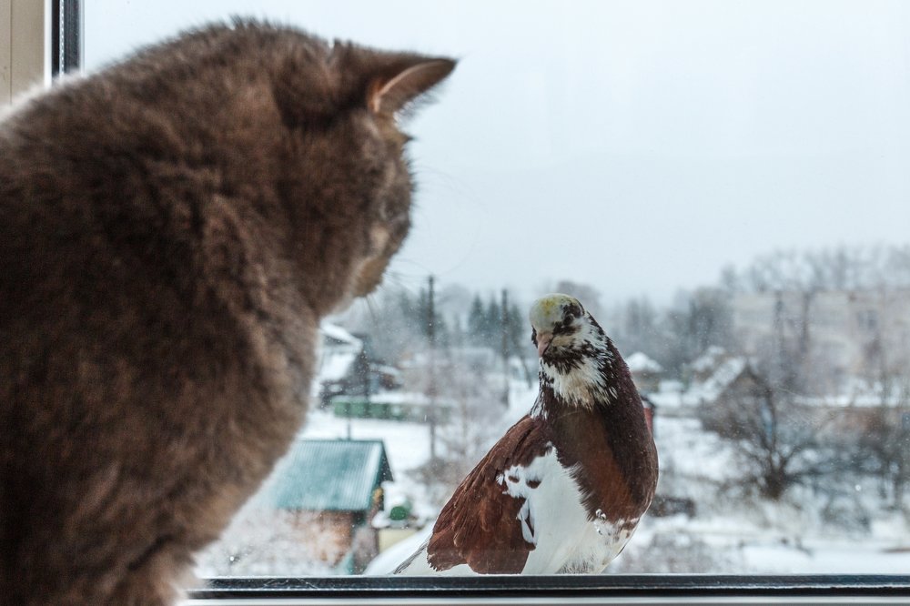 Здравствуй друг!