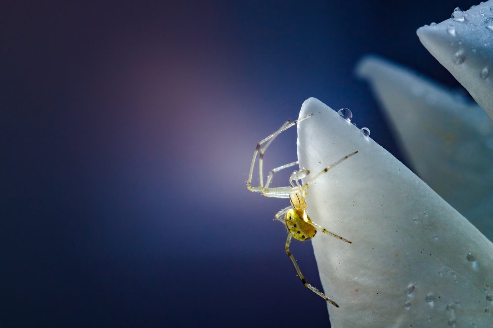 Фотография автора Summerlin