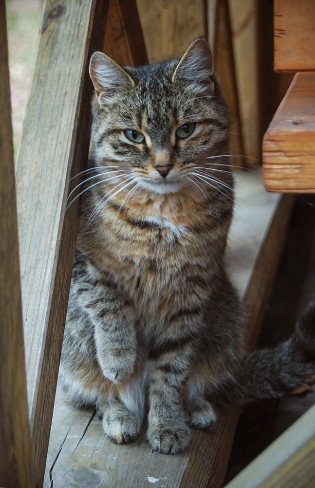 Photograph by Кирилл Огинов