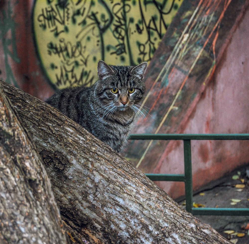 Photograph by Кирилл Огинов