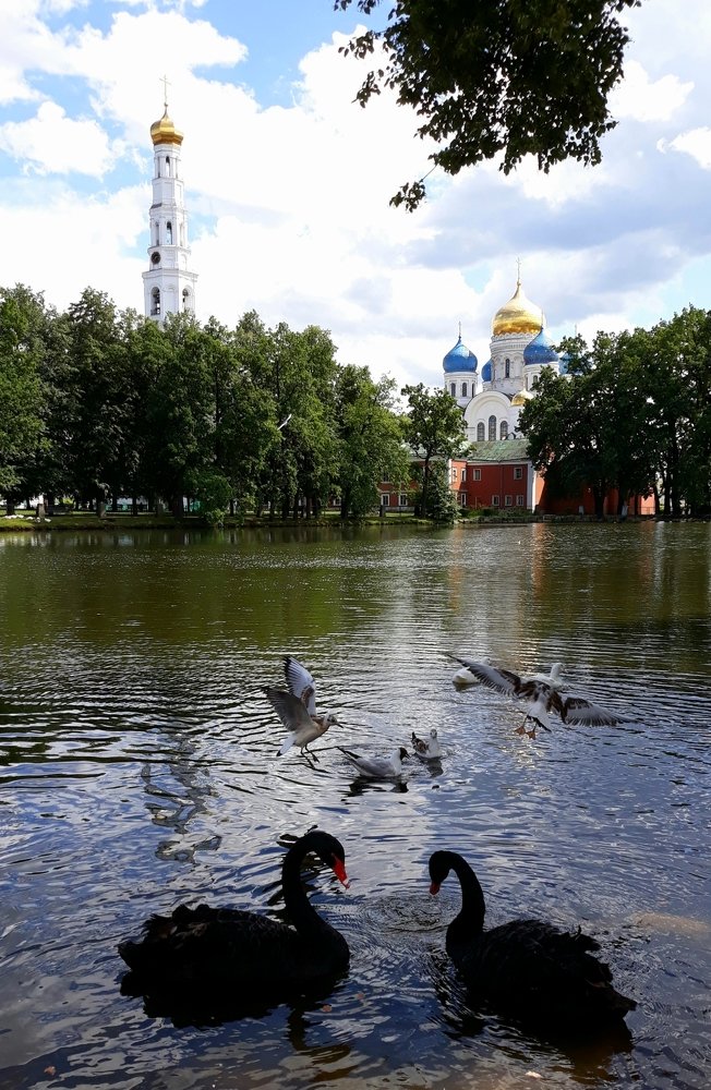 Лебеди в монастыре