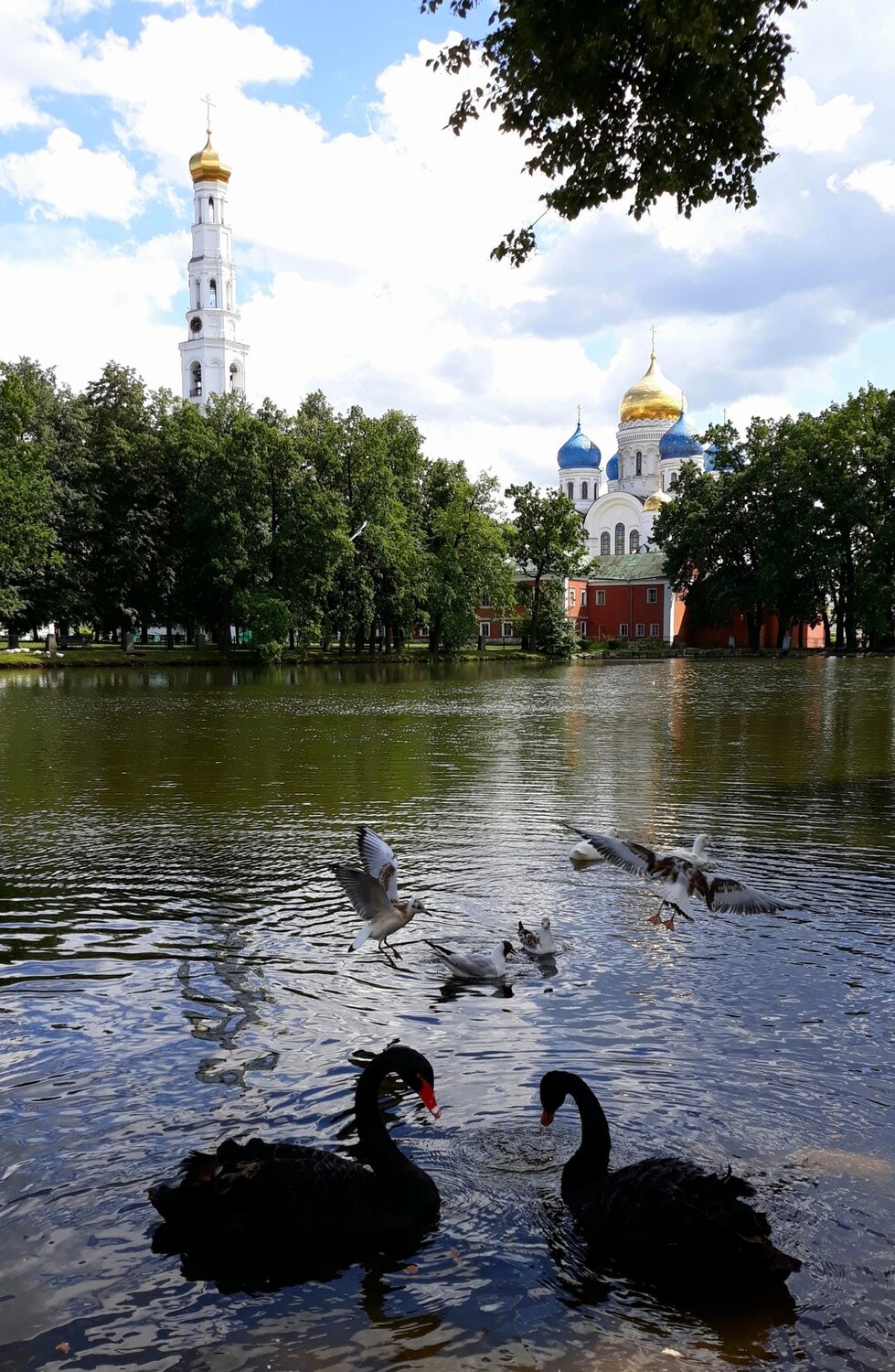 Лебеди в монастыре