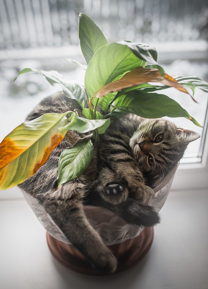 Фотография автора Рублёв Дмитрий