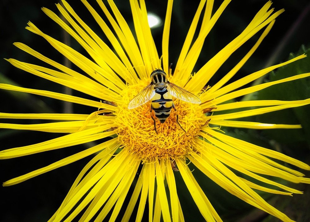 Photograph by Светлана Коваль