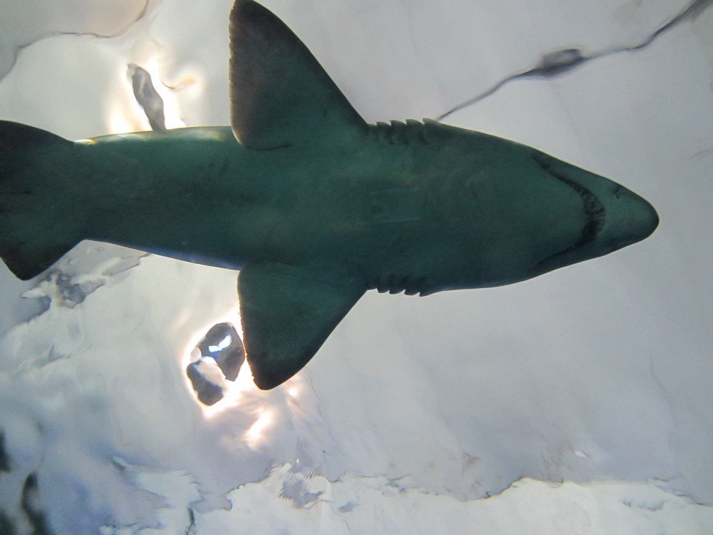 чудище морское