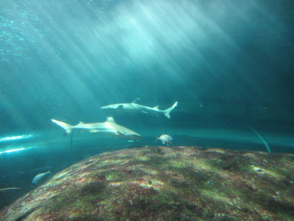 сейчас поймаю