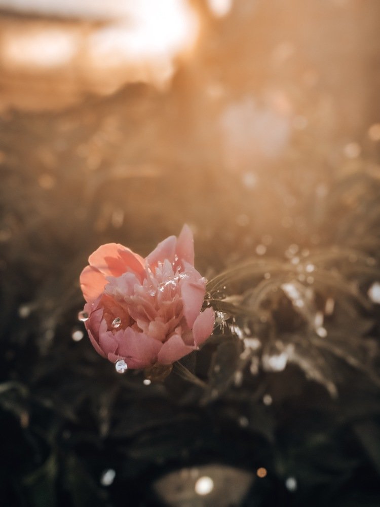 Капля нежности ...