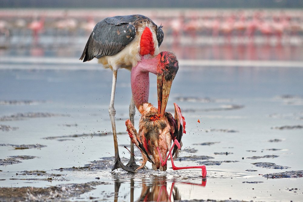 Убить фламинго