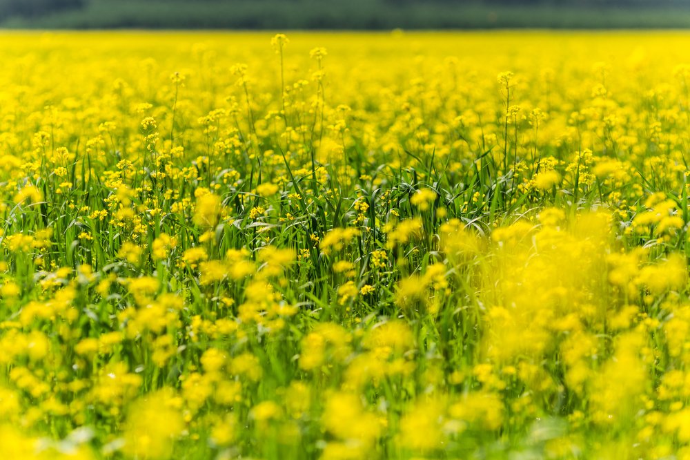 Классический жёлтый полевой