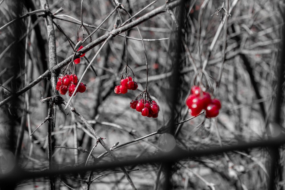 Ягоды за оградой