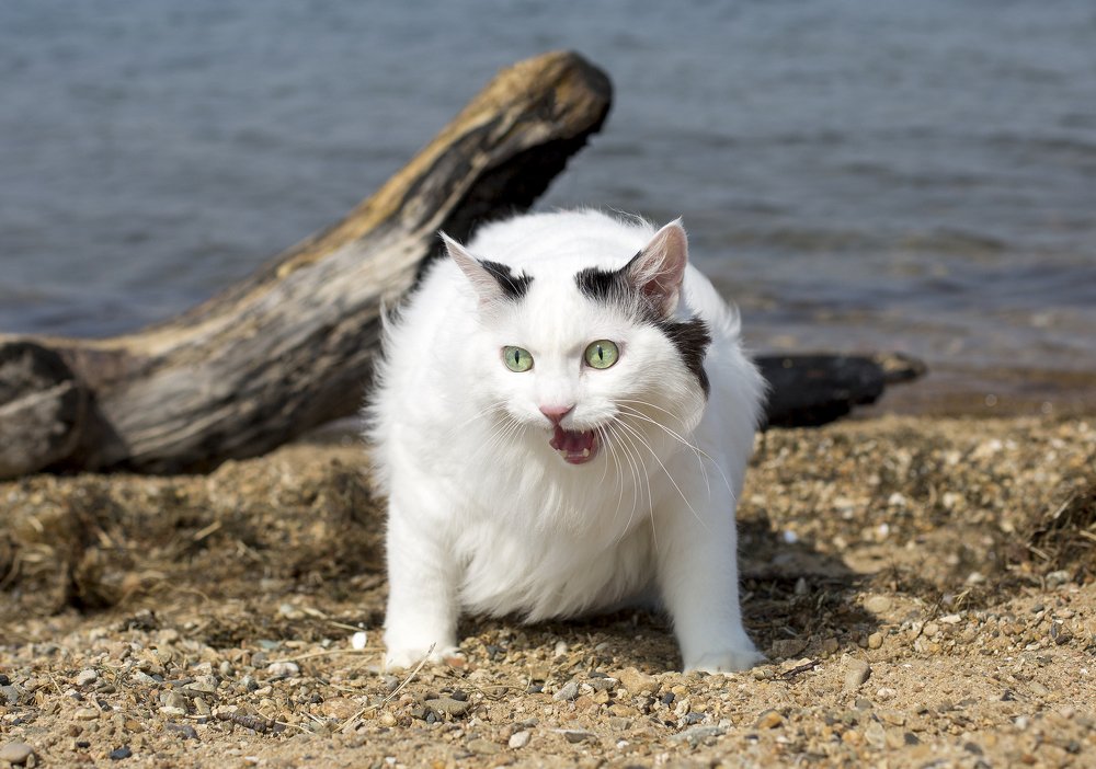 Белый и пушистый