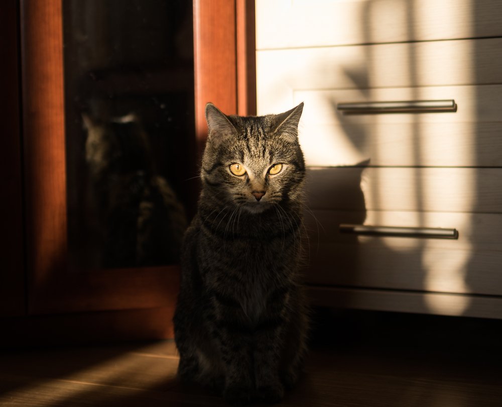 Сущности кошки