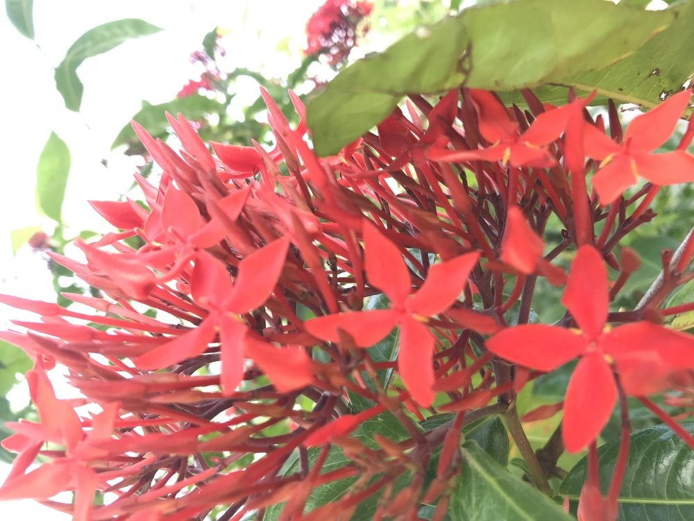 Red flowers during evening