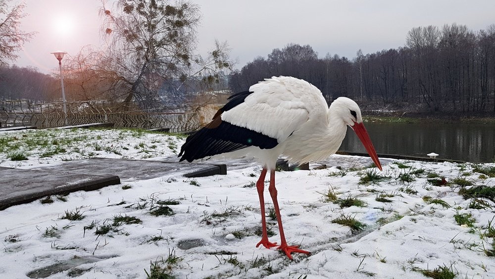 Аист зимой