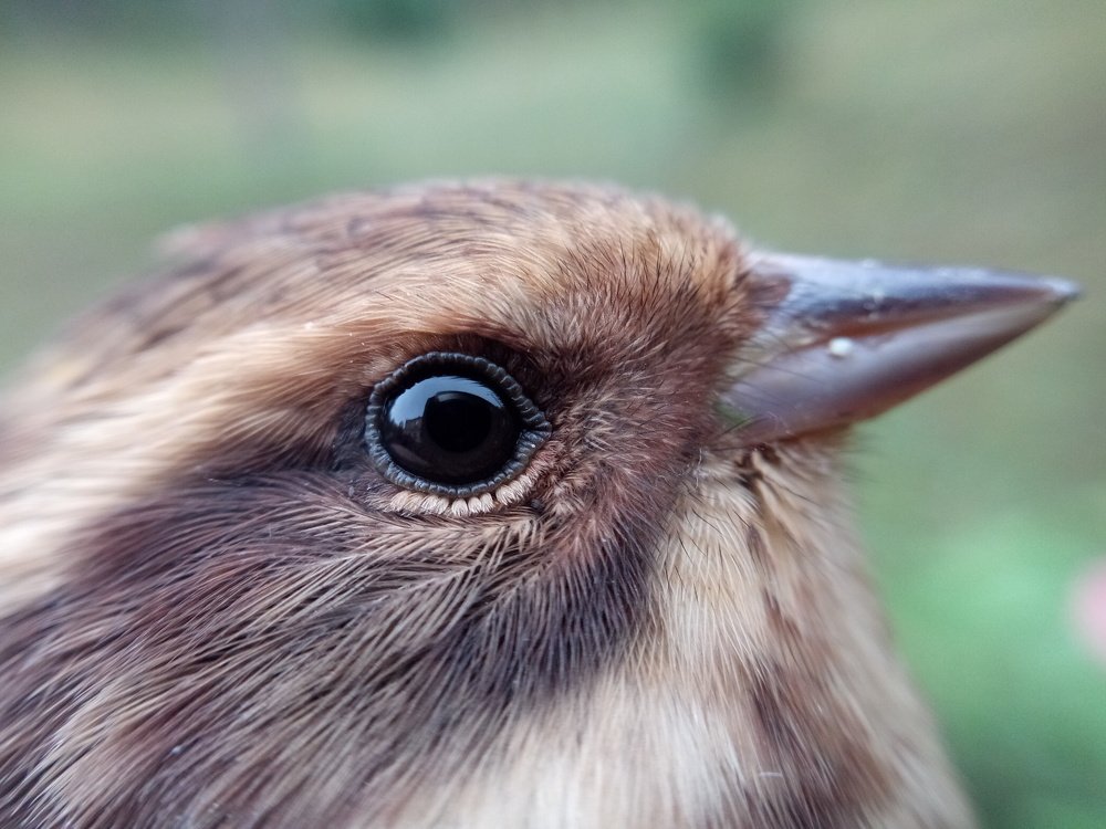 Ясный взгляд