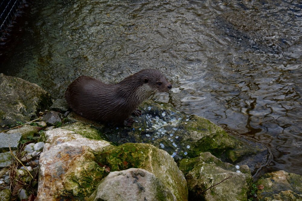 Охотник из Аугсбурского зоопапака