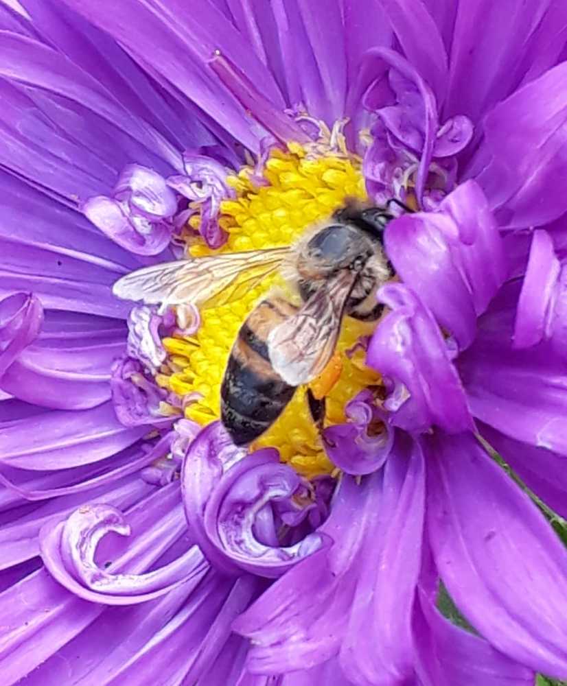 Bee collection polen