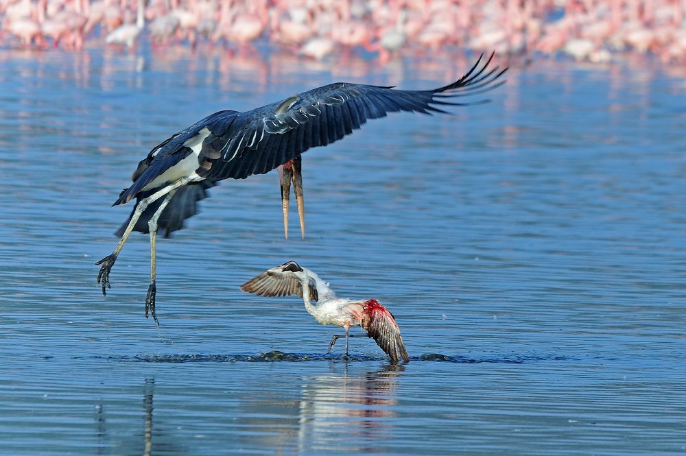 Охота марабу