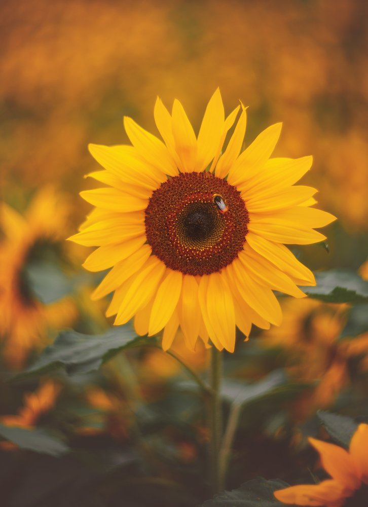 Шмель и подсолнух