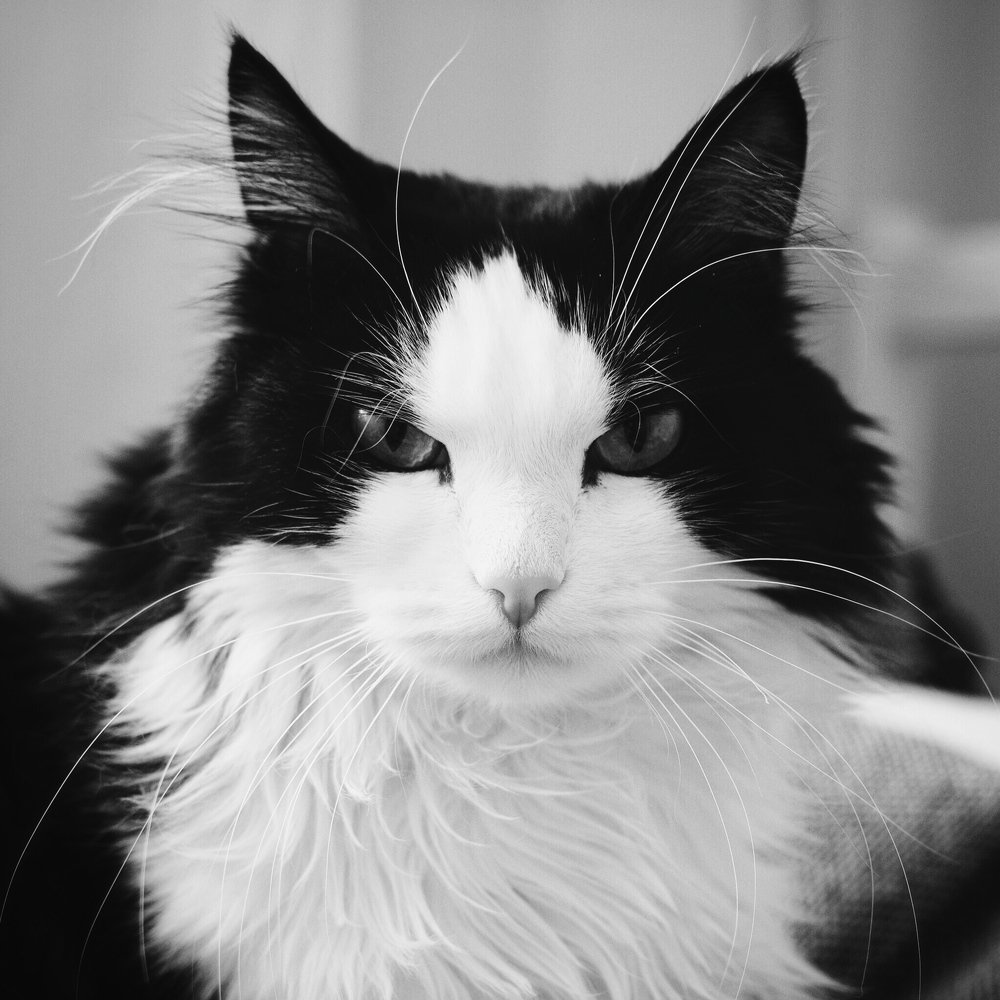 Chaplin. The cat. Why So Serious?