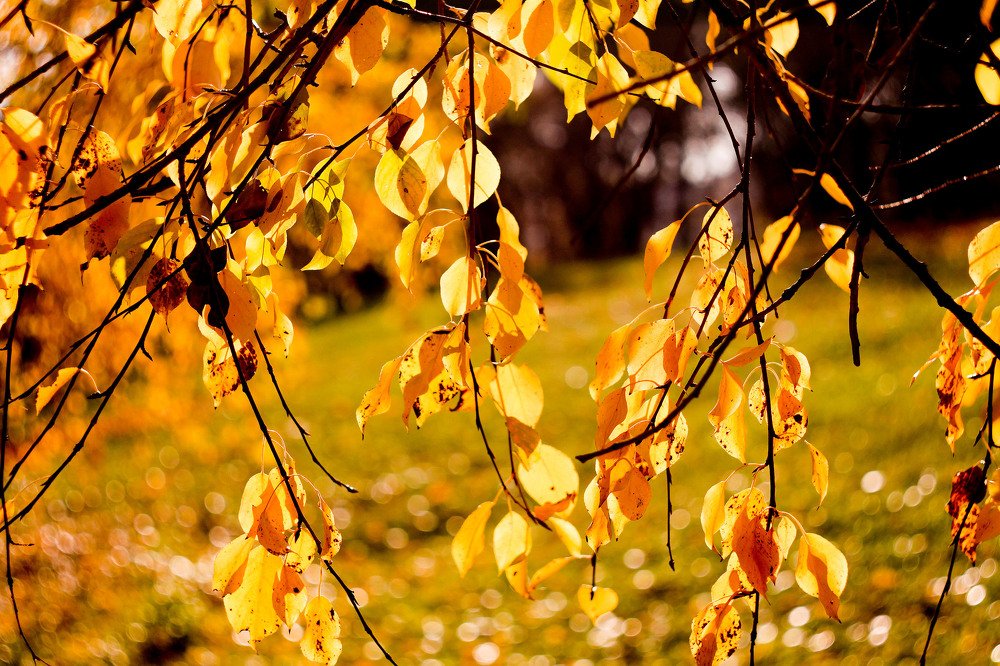 Photograph by Владимир Гречанинов