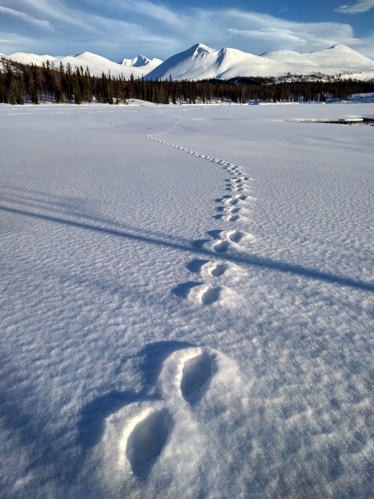Мартовским аллюром.