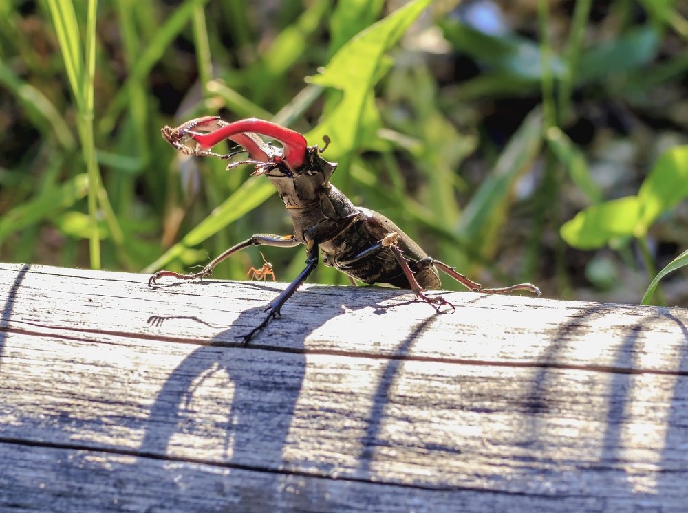 Во всей красе..