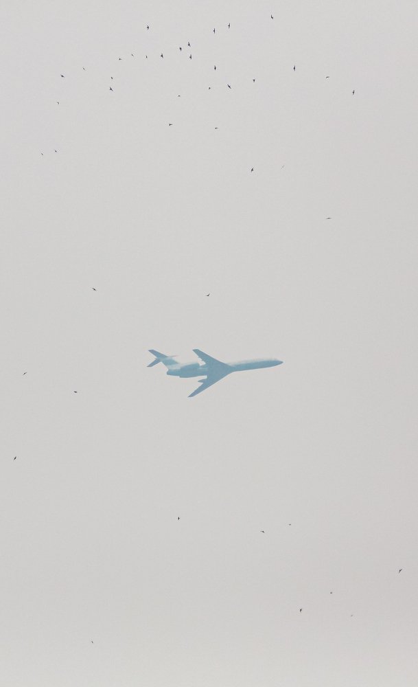 Птицы небесные