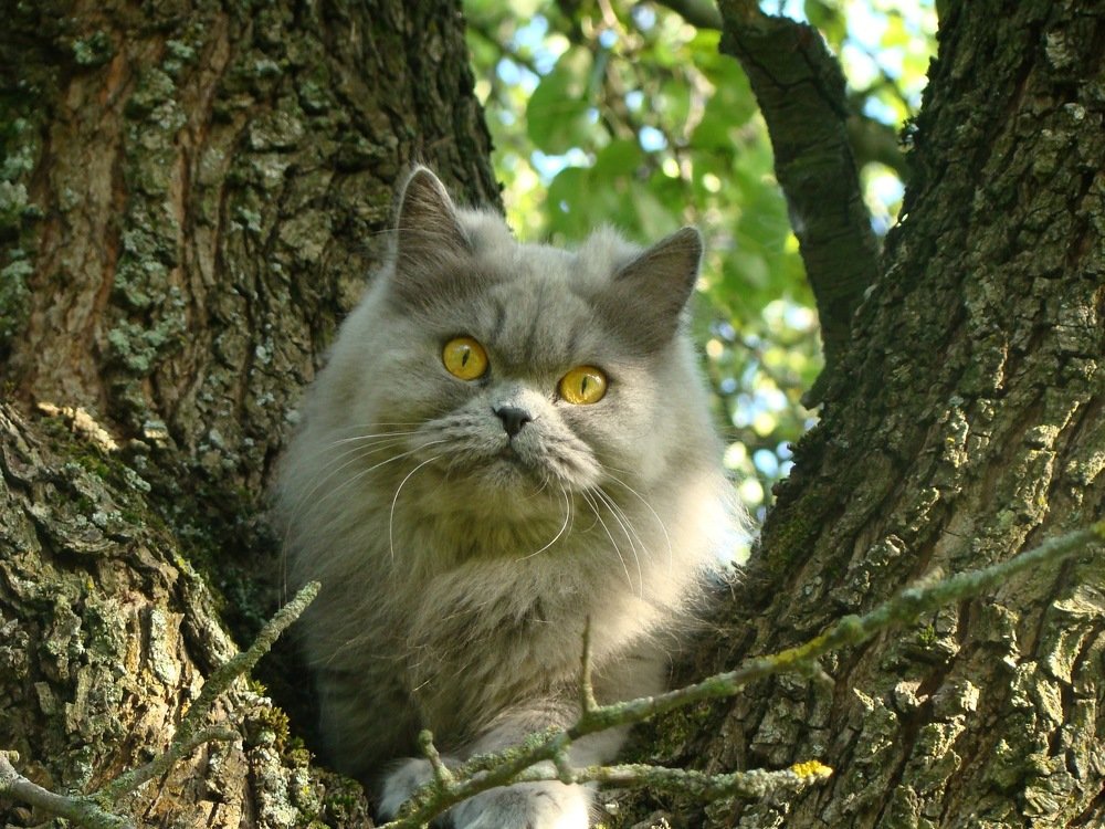 Я не Кошка, я Сова!..