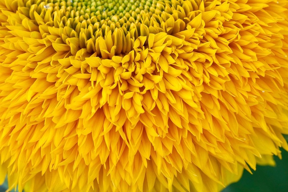 Жёлтый цветок