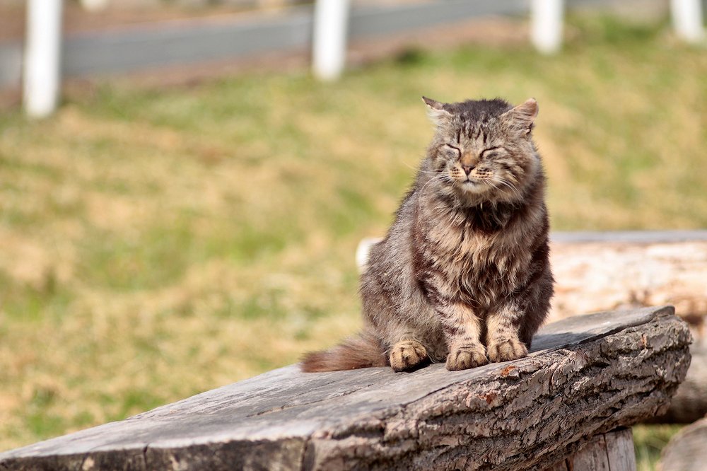 хозяин на ферме