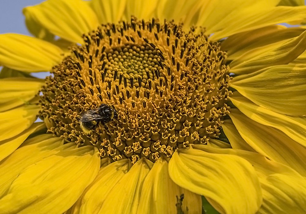 Подсолнух и пчелка