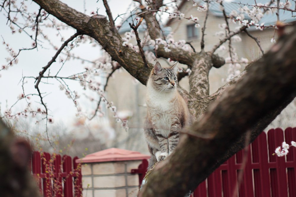 цветочный кот