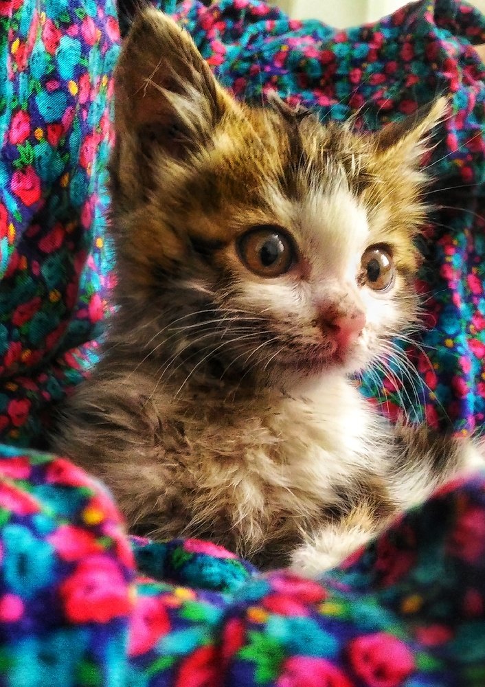 Photograph by zahra qazvini