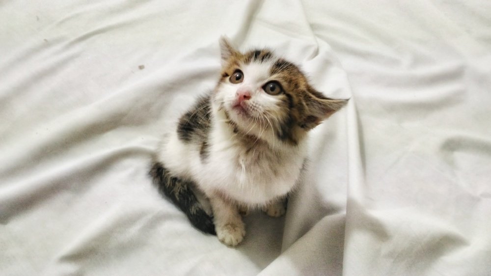 Photograph by zahra qazvini