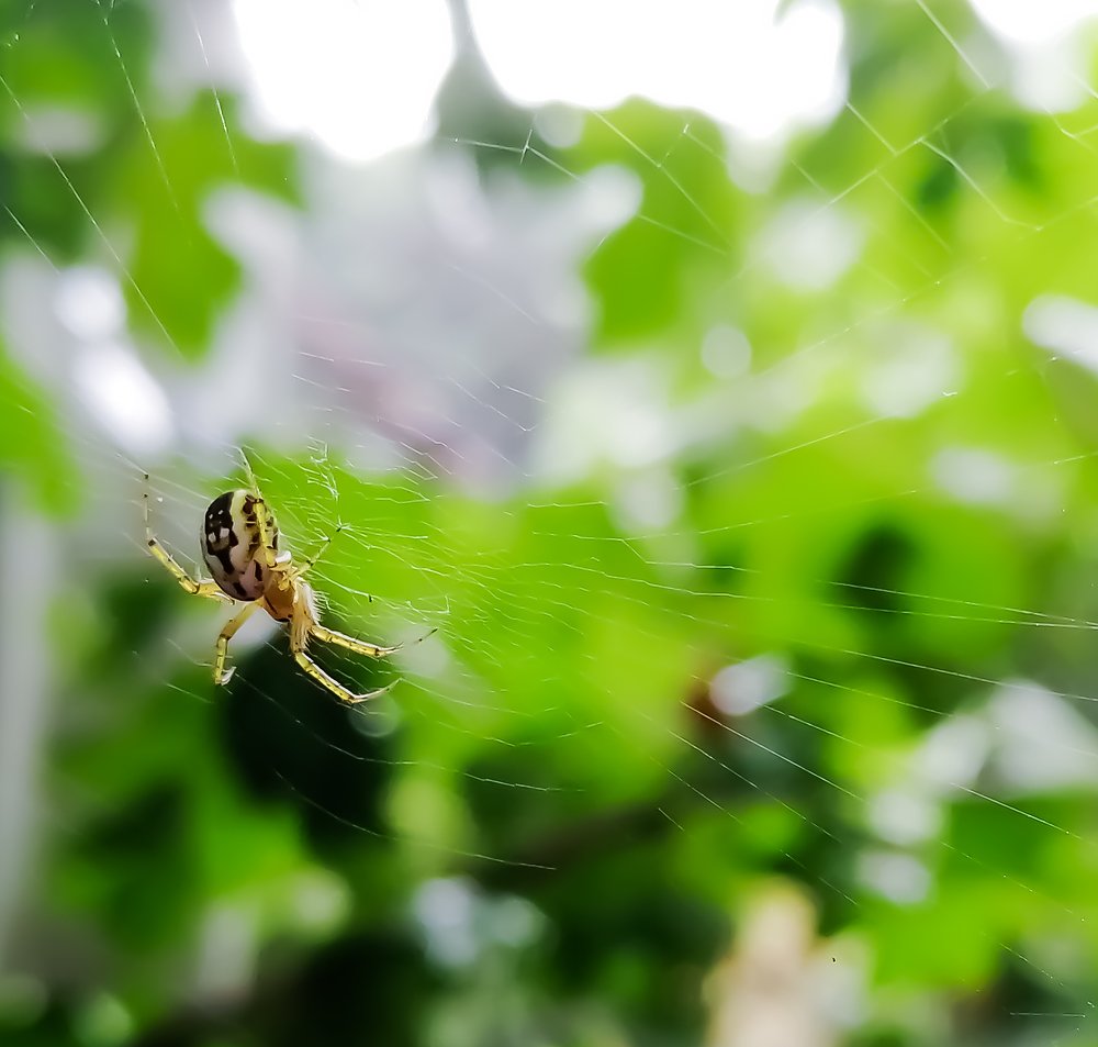 Удивительный мир насекомых