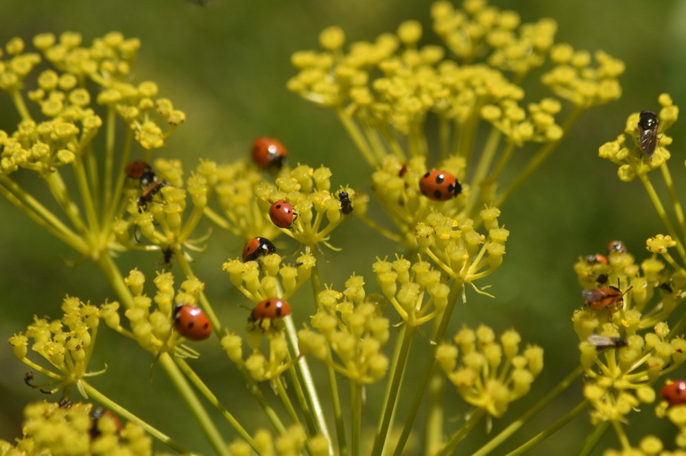 Столовая в желтых тонах