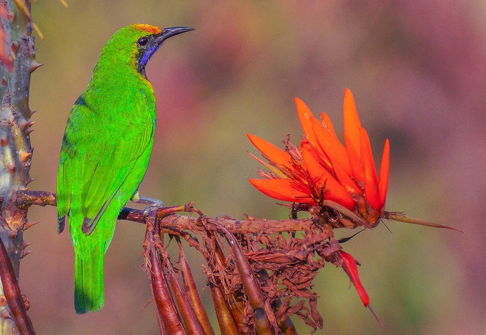 Golden-fronted Leafbird