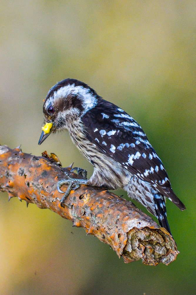 Grey-capped pygmy woodpecker