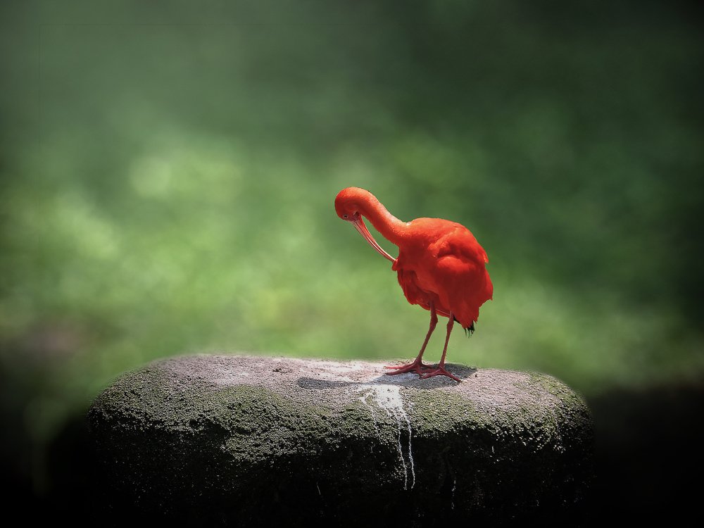 Scarlet Ibis