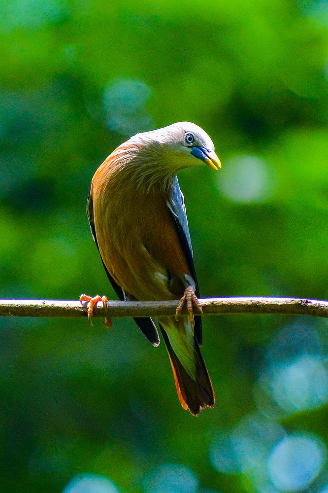 Chestnut-tailed Starling